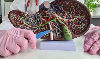 Chronic Hepatitis Chronic Hepatitis