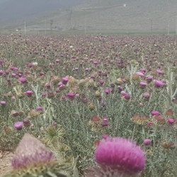 Turkish Thistles Honey, Thistle Flower Honey, Artichoke Flower Honey, Organic Honey, 475gr