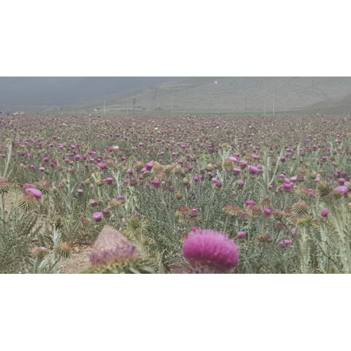 Turkish Thistles Honey, Thistle Flower Honey, Artichoke Flower Honey, Organic Honey, 475gr Turkish Thistles Honey, Thistle Flower Honey, Artichoke Flower Honey, Organic Honey, 475gr